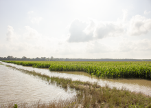 Water stands in a corn field
