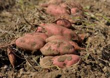 Sweet potatoes lay unearthed in a field.