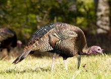 A wild gobbler turkey with brown and black feathers and a red head.