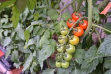 Two rows of tomatoes ranging in color from red to green line a branch.