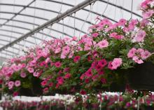 Hanging baskets display dozens of pink flowers.