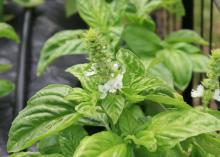 Small, white flowers bloom on light-green leaves