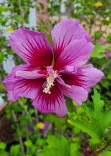 A single purple bloom has a a red center.