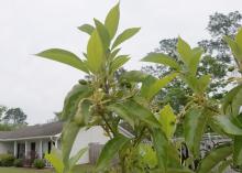 A house is in the background behind branches with small avocados.