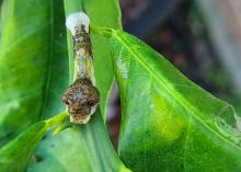 A caterpillar rests on a green branch.