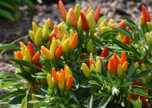 Clusters of small orange, red and yellow fruit point upward from green plant.