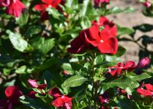 Red flowers bloom on a green plant.