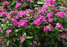 Purple flowers bloom on a green plant.