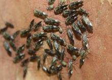 Tiny black bugs gather on a piece of bark.