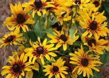 Photo shows a mass of yellow flowers with red centers.