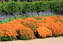 A row of orange blooms lines a sidewalk.