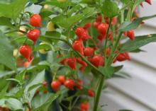 Small red peppers with pointed ends grow on a bush.