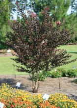 A small tree with purple foliage and pink flowers stands in a landscape.