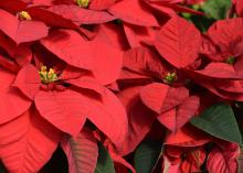 Red poinsettias.