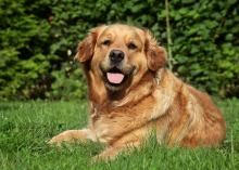 A golden retriever lies on the grass.