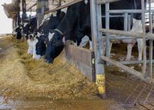 Black and white cows feed in a dairy barn.