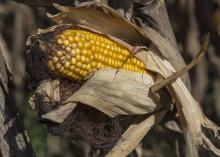 An ear of corn is on a dried stalk.
