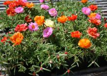 Orange, white, purple and red flowers bloom on green foliage. 