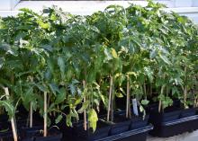 Black trays hold dozens of tiny plants.