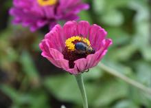 A bumblebee crawls on a pink bloom.