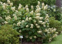 A bush is covered by long clusters of white flowers.