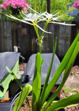 A plant with white flowers blooms in a garden.