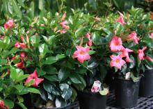 Pink flowers bloom on a row of small shrubs.