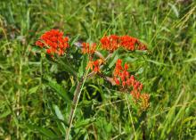 Red flowers bloom atop a grassy stalk.