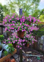 A hanging basket is covered with pink blooms.