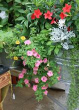 A container has a mix of blooms and foliage.