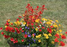 Purple blooms are surrounded by red and yellow flowers.