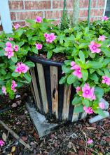 Pink blooms cover a small bush.