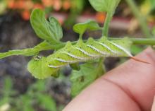 A large, green caterpillar hangs on a tomato stem.