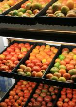 Scores of tomatoes ripen in trays on a rack.