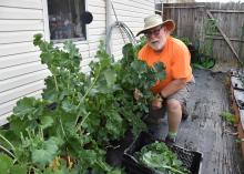 A man kneels beside a large kale plant.