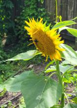 A sunflower blooms in front of a wooden fence.