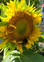 A bumblebee crawls on a sunflower bloom.