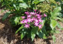 A plant has a small cluster of purple and white blooms.