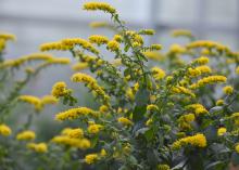 Tiny yellow blooms line arching branches.