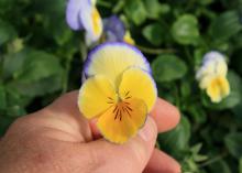 A yellow bloom has a delicate blue edge.