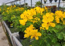 A cluster of yellow flowers is seen up close.