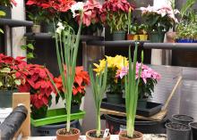 Upright foliage grows from three containers in front of holiday plants.