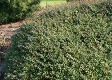 A green shrub grows close to the ground.