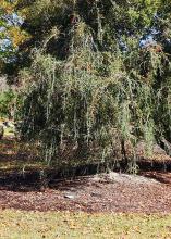 A small tree has branches that arch to the ground.