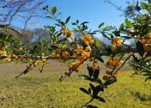 Clusters of yellow berries line a branch with green leaves.