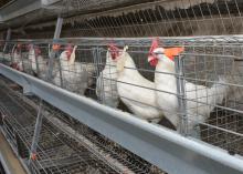 A row of white chickens are in a chicken house.