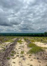 Sandy field where pine tree stand has been recently harvested