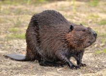 A beaver.