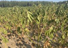 Wilting, sunbaked cotton plants in a dry field.