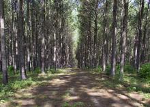 A wide path goes straight through pine timberland.